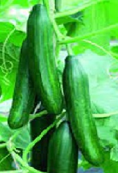 Cucumber, Femspot (each)