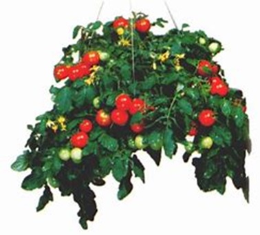Tomato Basket, Tumbler (each)