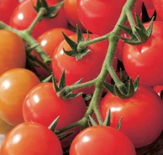 Tomato- Gardeners Delight (each)