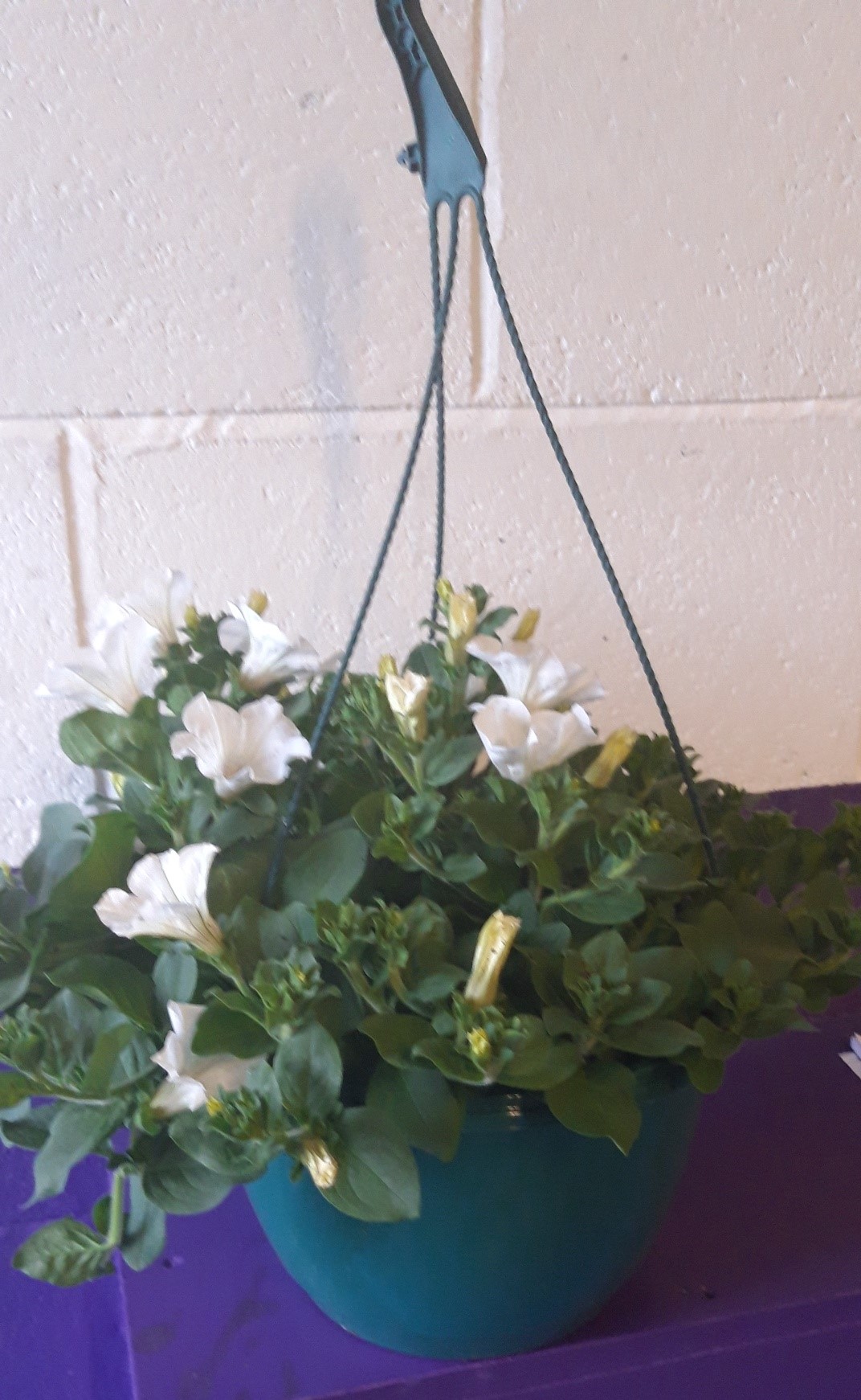 Surfinia Planted Hanging Basket 10 inch, Various (each) Woolston